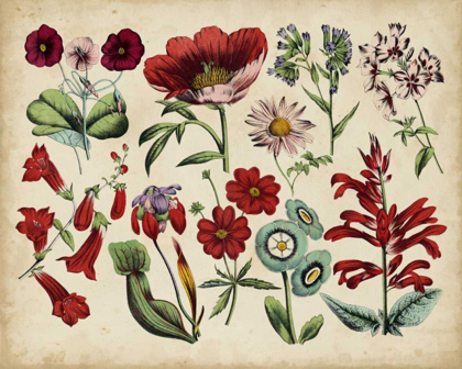 Picture of ANTIQUE BOTANICAL CHART I