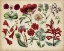 Picture of ANTIQUE BOTANICAL CHART I