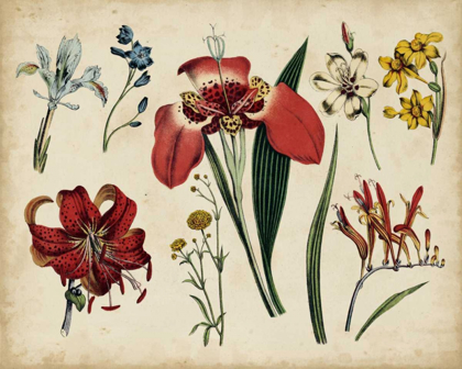 Picture of ANTIQUE BOTANICAL CHART II