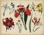 Picture of ANTIQUE BOTANICAL CHART II