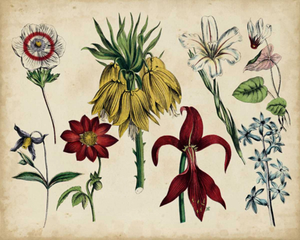 Picture of ANTIQUE BOTANICAL CHART III