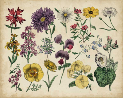 Picture of ANTIQUE BOTANICAL CHART IV