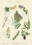 Picture of BOTANICAL REGISTER I