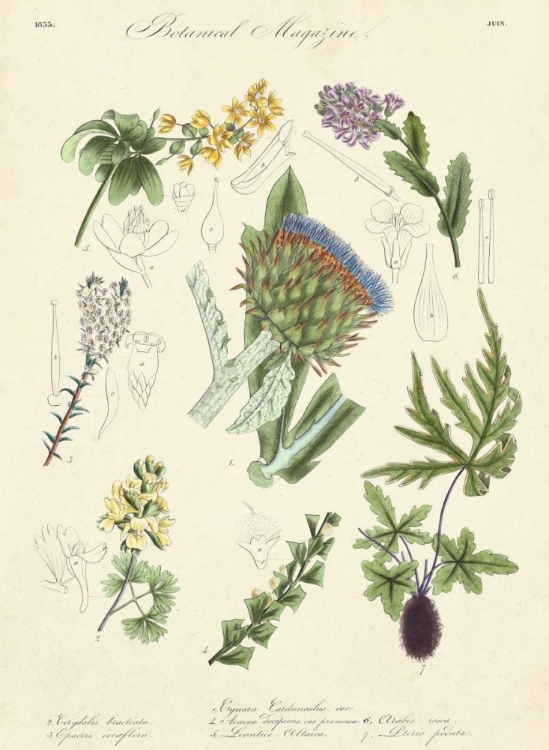 Picture of BOTANICAL REGISTER I