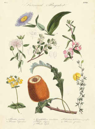 Picture of BOTANICAL REGISTER II