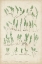 Picture of BRADBURY FERNS III
