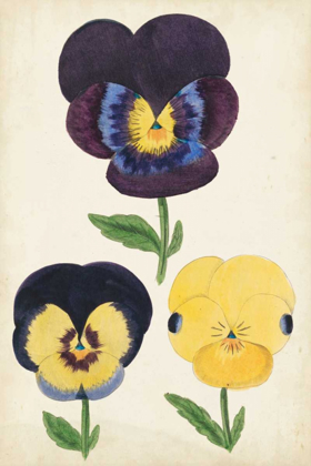 Picture of ANTIQUE PANSIES I
