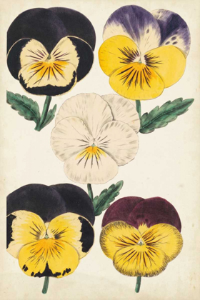 Picture of ANTIQUE PANSIES II