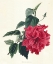 Picture of ROSE HIBISCUS I