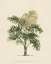 Picture of LES PALMIERS IV