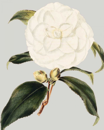 Picture of CAMELLIA JAPONICA I