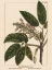 Picture of CALIFORNIA HORSE CHESTNUT