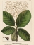 Picture of LARGE LEAVED COTINUS