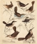 Picture of AVIAN HABITAT VI