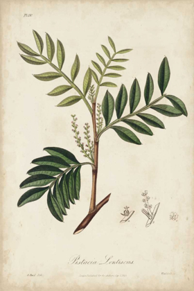 Picture of MEDICINAL BOTANY II
