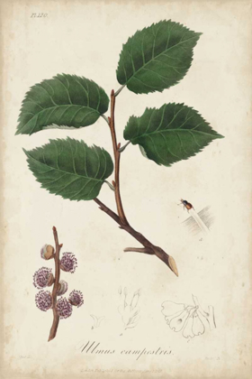 Picture of MEDICINAL BOTANY III