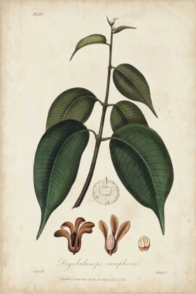 Picture of MEDICINAL BOTANY IV