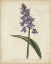 Picture of LAVENDER CURTIS BOTANICALS II