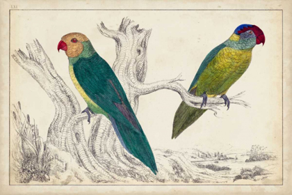Picture of PARROT PAIR II