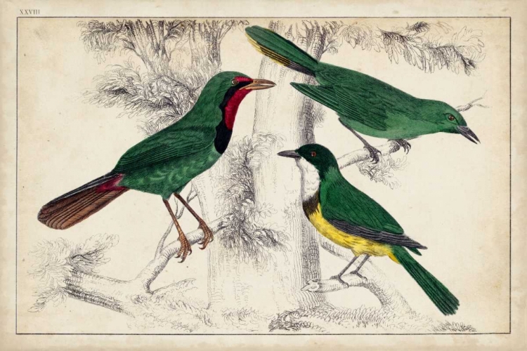 Picture of TROPICAL BIRD TRIO I