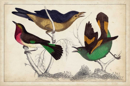 Picture of TROPICAL BIRD TRIO II