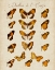 Picture of PAPILLONS DE LEUROPE I