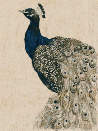Picture of TEXTURED PEACOCK II