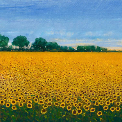 Picture of FIELD OF SUNFLOWERS I