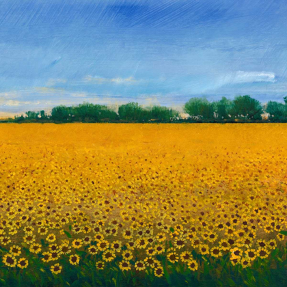 Picture of FIELD OF SUNFLOWERS II