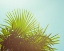 Picture of SUNNY PALMS I