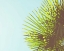 Picture of SUNNY PALMS II