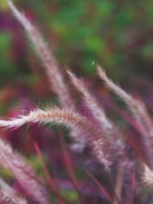 Picture of PURPLE PLUMES I