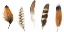 Picture of RED ROCK FEATHERS I
