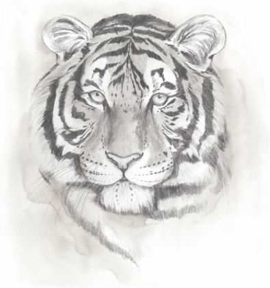 Picture of BIG CAT STUDY II