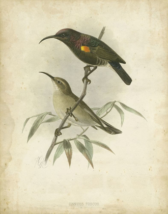 Picture of CUSTOM ANTIQUE GOULD HUMMINGBIRD II (ASH)