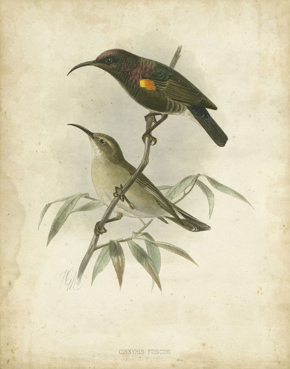 Picture of CUSTOM ANTIQUE GOULD HUMMINGBIRD II (ASH)