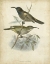 Picture of CUSTOM ANTIQUE GOULD HUMMINGBIRD IV (ASH)
