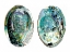 Picture of ABALONE SHELLS I