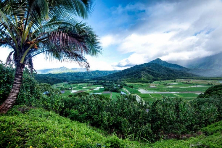 Picture of HANALEI VALLEY