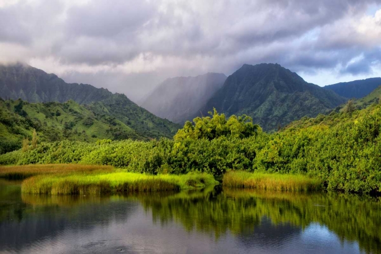 Picture of COASTAL MARSH IV