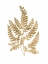 Picture of GRAPHIC GOLD FERN II