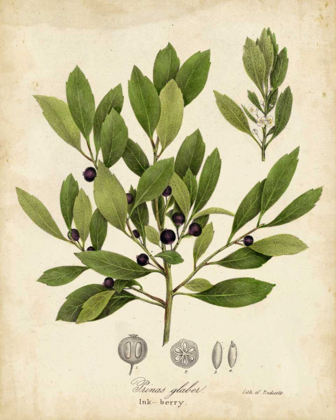 Picture of INK-BERRY TREE FOLIAGE