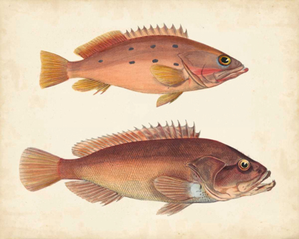 Picture of ANTIQUE FISH SPECIES I