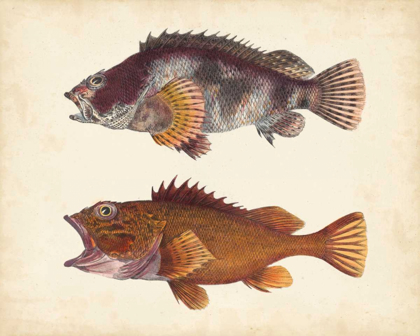 Picture of ANTIQUE FISH SPECIES II