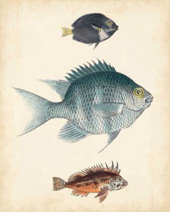 Picture of ANTIQUE FISH SPECIES III