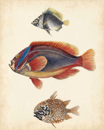 Picture of ANTIQUE FISH SPECIES IV