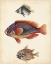 Picture of ANTIQUE FISH SPECIES IV