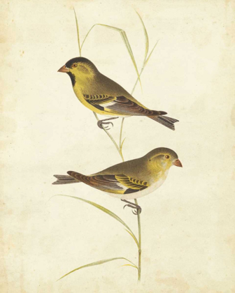 Picture of GOLDFINCH