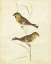 Picture of GOLDFINCH