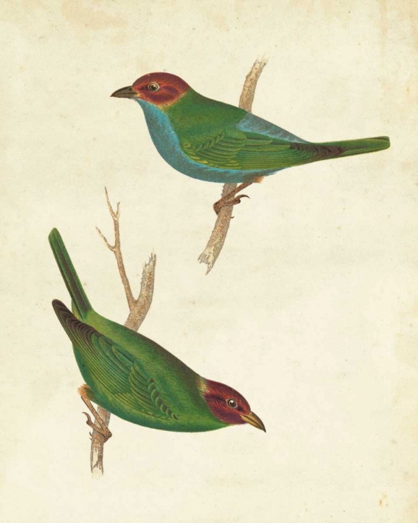 Picture of PERUVIAN TANAGER II